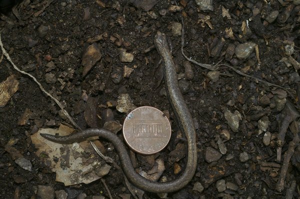 Comparez les garages auto : économisez sur vos réparations !
